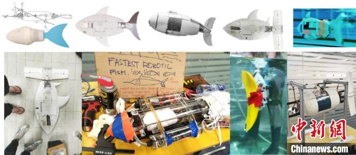 历史版本的VAYU机器鱼。 邓苏 摄  深港高校联合研发出世界上50米游得最快的仿生机器鱼