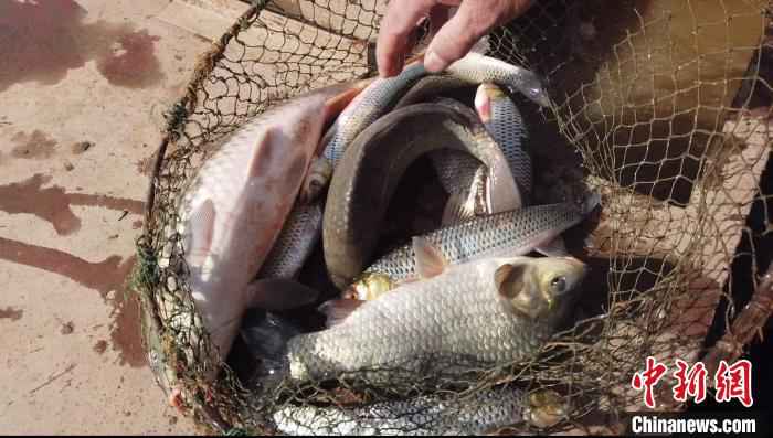 图为黄河鱼。 李强 摄  黄河内蒙古段“餐桌未启” 民众将“开河鱼”打包尝鲜