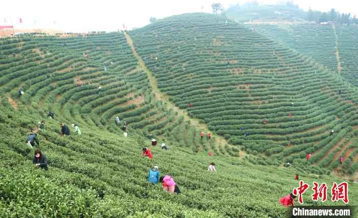 采茶工穿梭在茶林间采摘春茶 盛鹏 摄  河南信阳春茶迎采摘 茶农万亩茶林间谱“春曲”