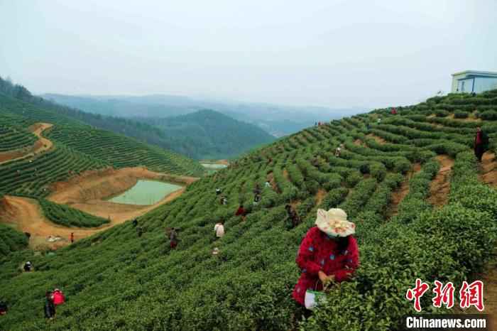 采茶工穿梭在茶林间采摘春茶 盛鹏 摄  河南信阳春茶迎采摘 茶农万亩茶林间谱“春曲”