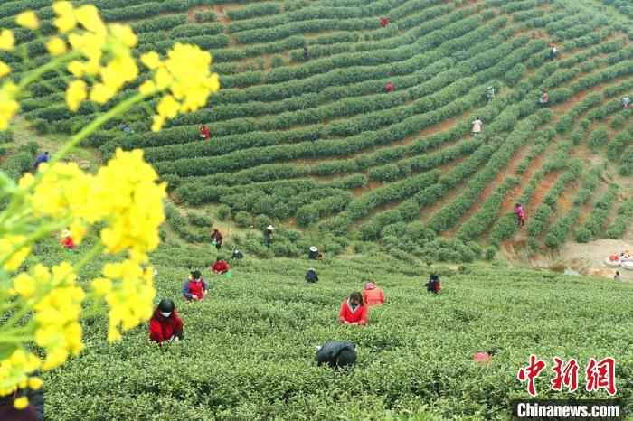 采茶工穿梭在茶林间采摘春茶 盛鹏 摄  河南信阳春茶迎采摘 茶农万亩茶林间谱“春曲”