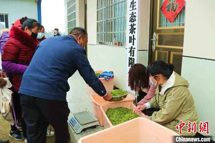 采茶工将采摘的茶叶送到收购点称重。 盛鹏 摄  河南信阳春茶迎采摘 茶农万亩茶林间谱“春曲”