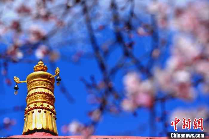 拉萨帕邦喀桃花盛开。 江飞波 摄  绝美四月 西藏拉萨古寺桃花盛开