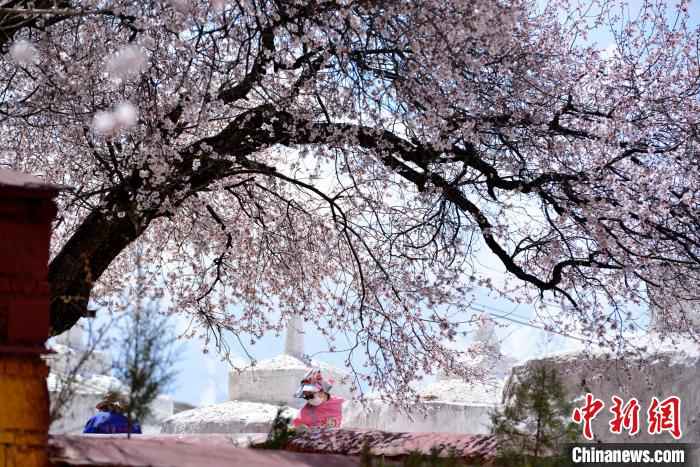 4月,拉萨北郊的帕邦喀。 江飞波 摄  绝美四月 西藏拉萨古寺桃花盛开