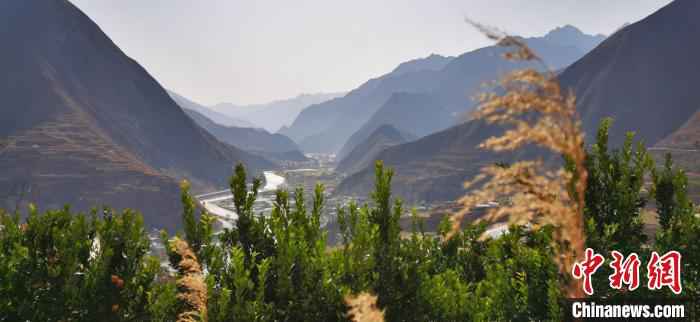 图为田济明种的绿化林。 魏建军 摄  甘肃陇南种橘人“居家”野狐沟三十载:橘子红了,山头绿了
